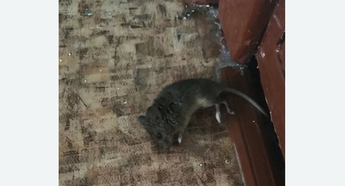 Дезинфекция от мышей в Краснослободске
