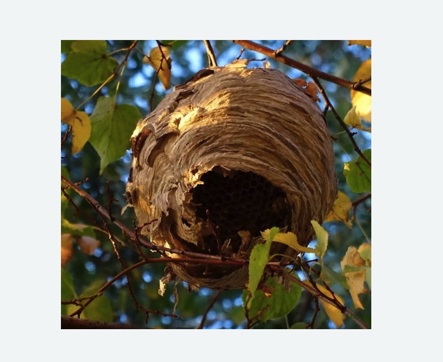 Обработка от шершней в Краснослободске