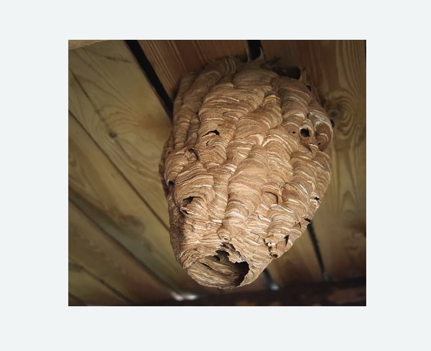 обработка от шершней в Краснослободске