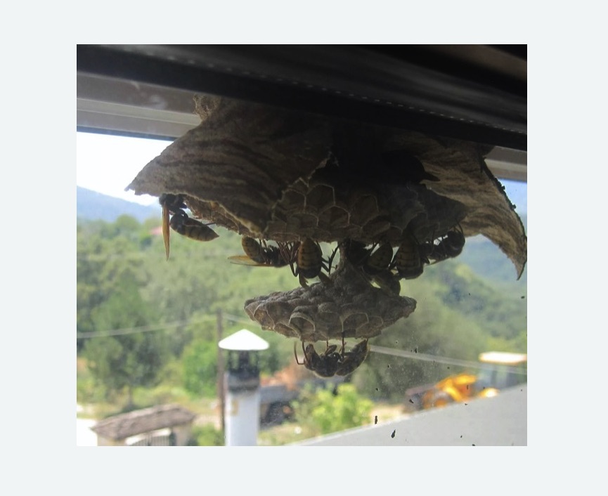 Уничтожение гнёзд шершней в Краснослободске