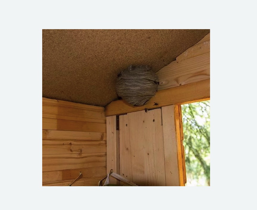 Обработка от ос в Краснослободске Обработка от ос