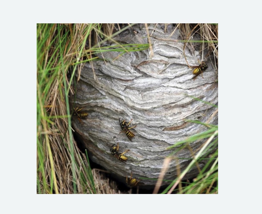 Уничтожение ос и ульев Уничтожение ос и ульев в Краснослободске